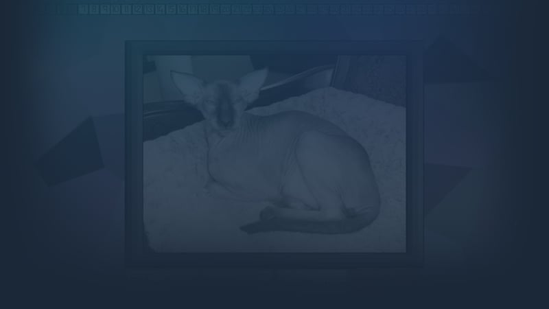 Test your knowledge: Cats