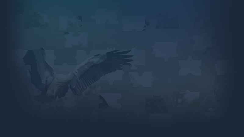 Puzzles for smart: Birds