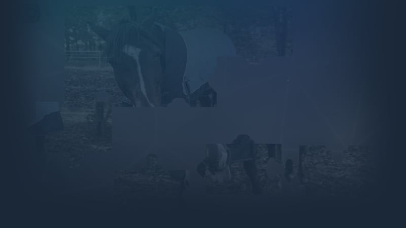 Puzzles for smart: Horses