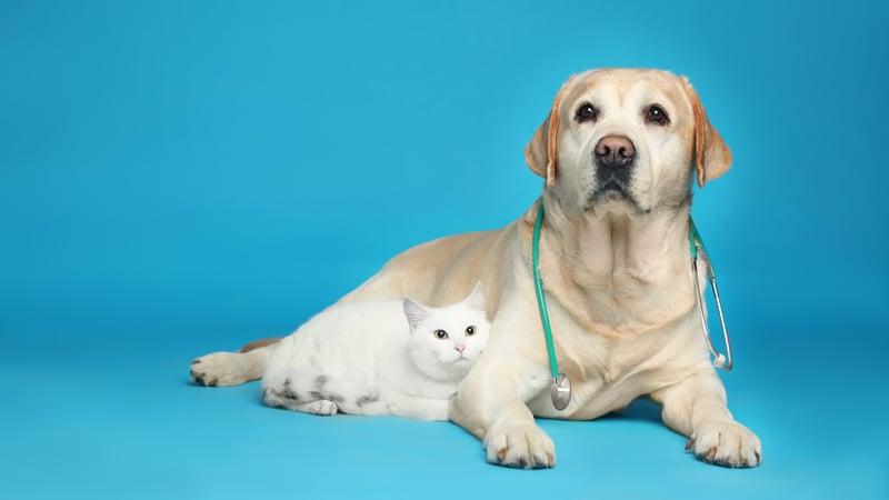 Official cover for My Life: Pet Vet on XBOX