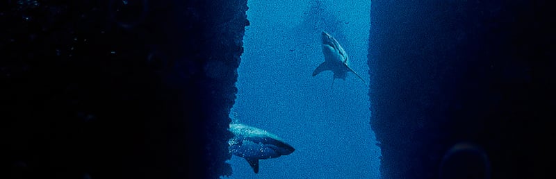 Official cover for Submersed on Steam