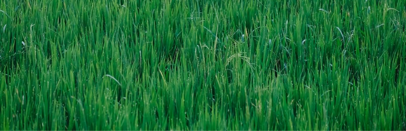 Official cover for Grass Toucher on Steam