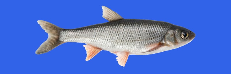 Official cover for Fish on Steam