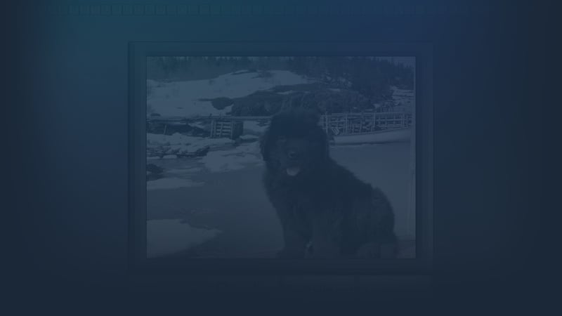 Official cover for Test your knowledge: Dogs on Steam