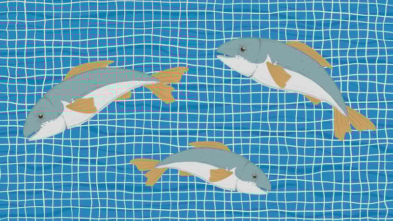 Official cover for The Bear B on PlayStation