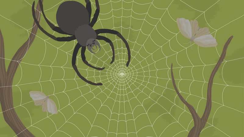 Official cover for The Spidy D on PlayStation