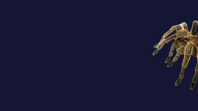 Official cover for Stroke The Spider on PlayStation