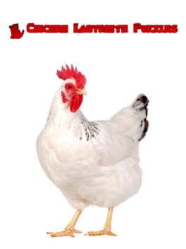 Boxart for Chicken Labyrinth Puzzles