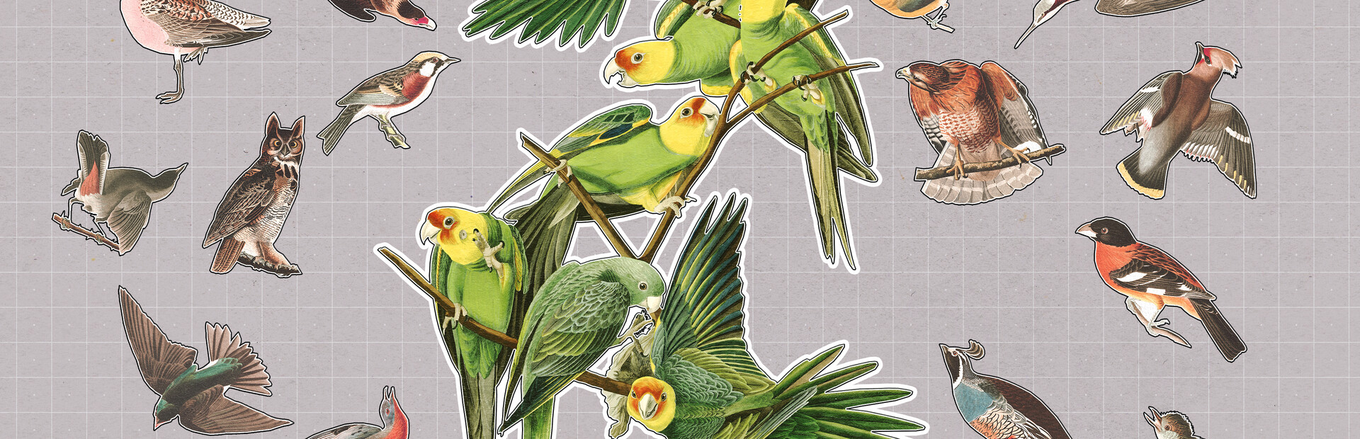 Birds Huddled Together cover image