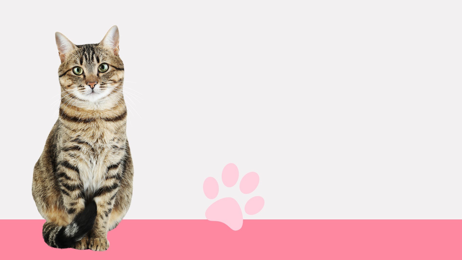 I Love Finding Cats Collector\'s Edition cover image