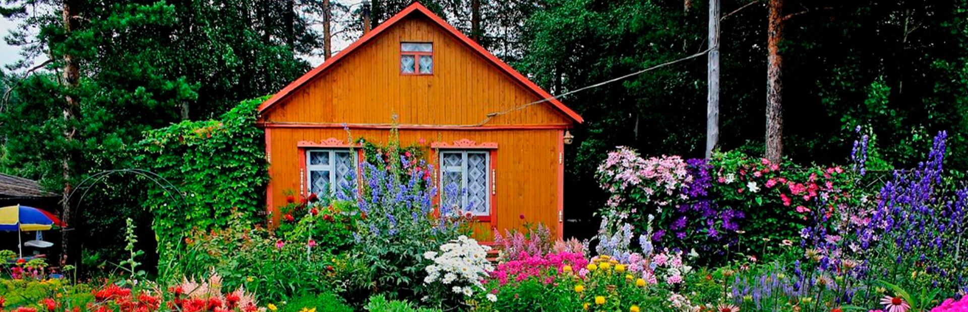DACHA cover image