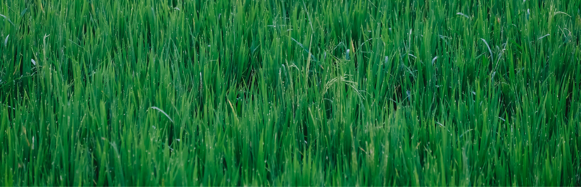Grass Toucher cover image
