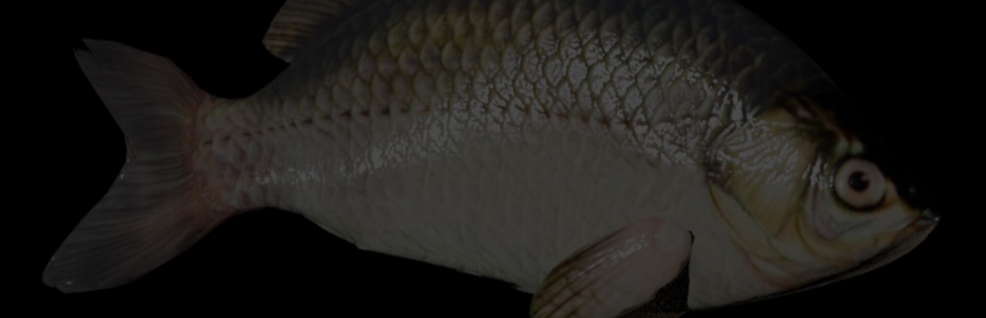 IBIS AM cover image