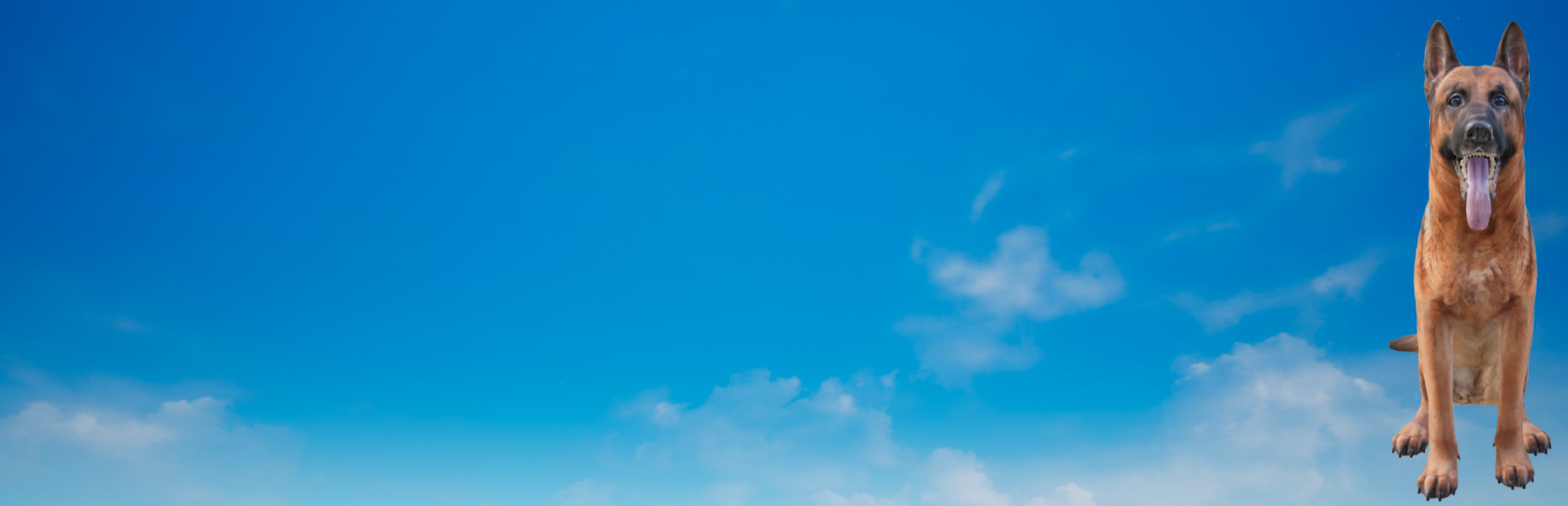 Dog Adventure cover image