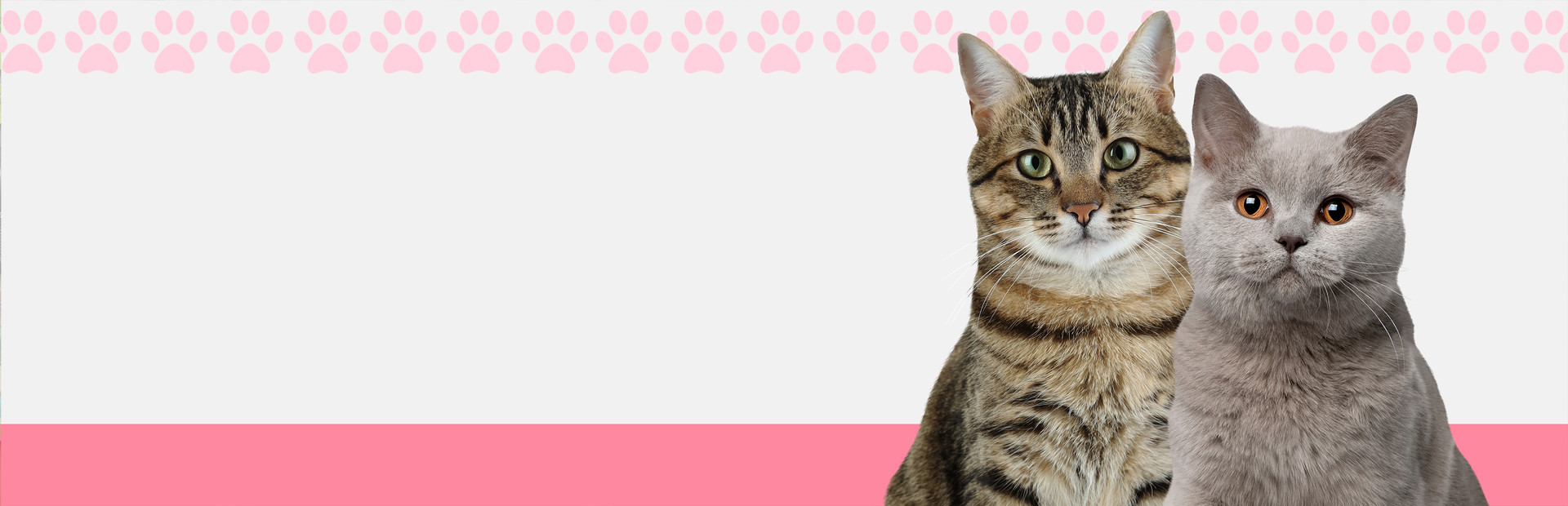 I Love Finding Cats cover image