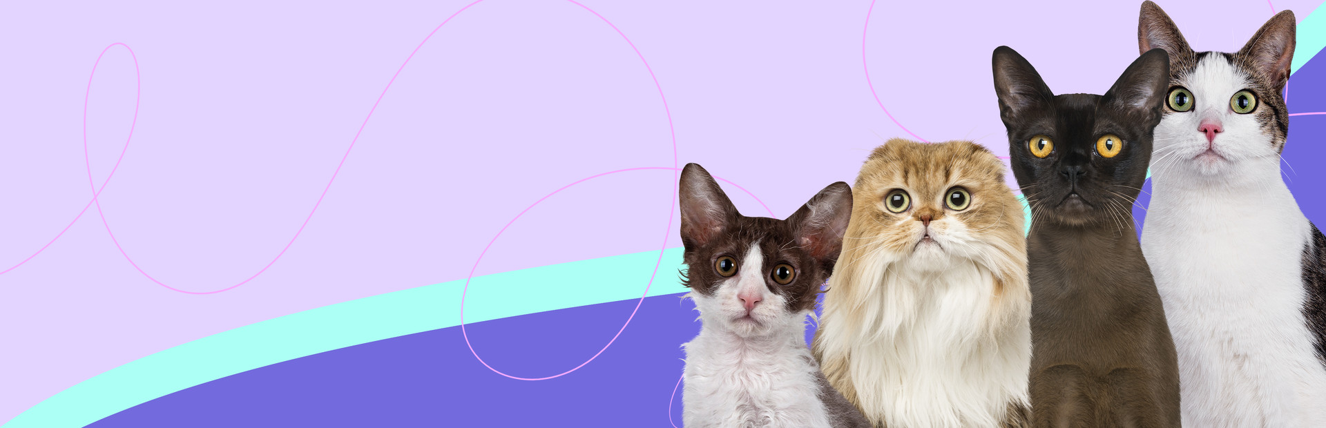 I Love Finding MORE Cats cover image