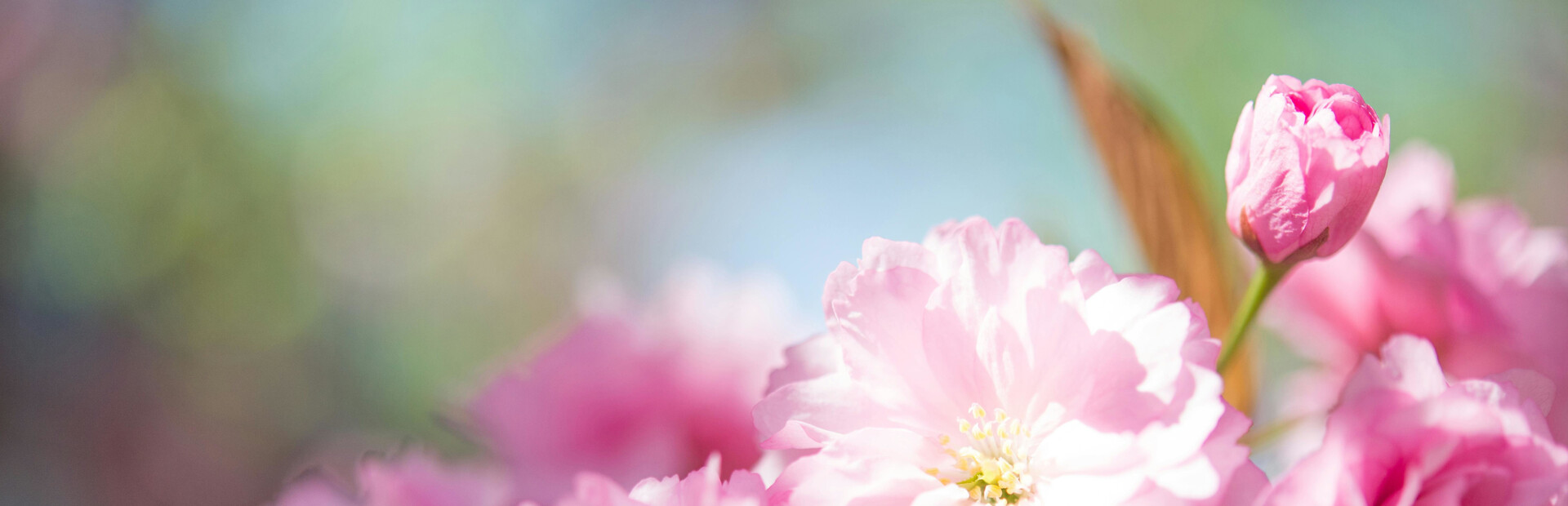 Beauty Solitaire cover image