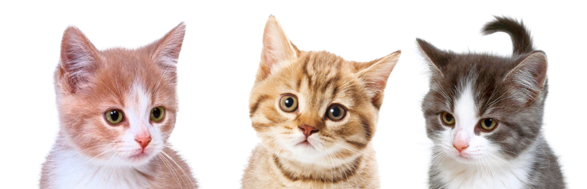 Cats Clicker cover image