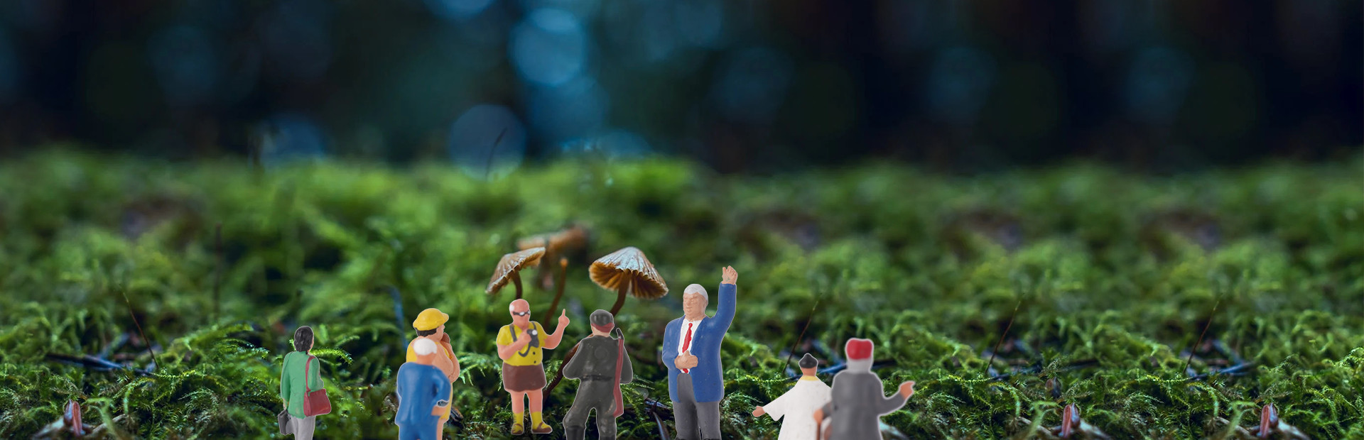 VR Wonderland: mini civilizations in a forest cover image