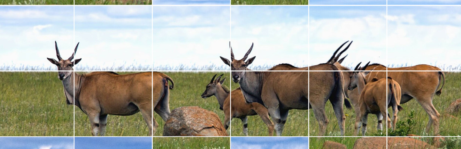 Easy puzzle: Animals 2 cover image