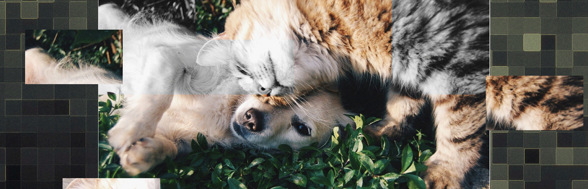 Good puzzle: Animals cover image