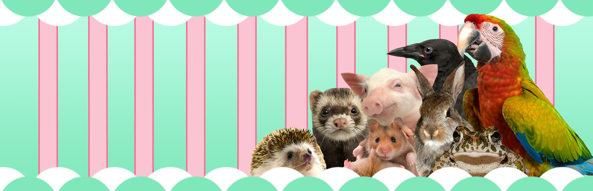 I Love Finding Critters cover image