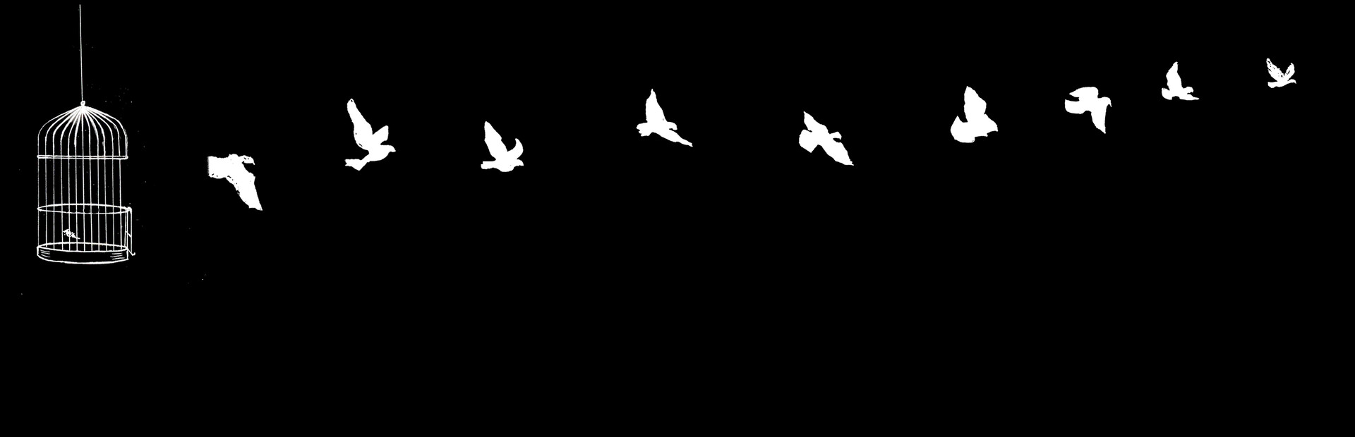 Bird cover image