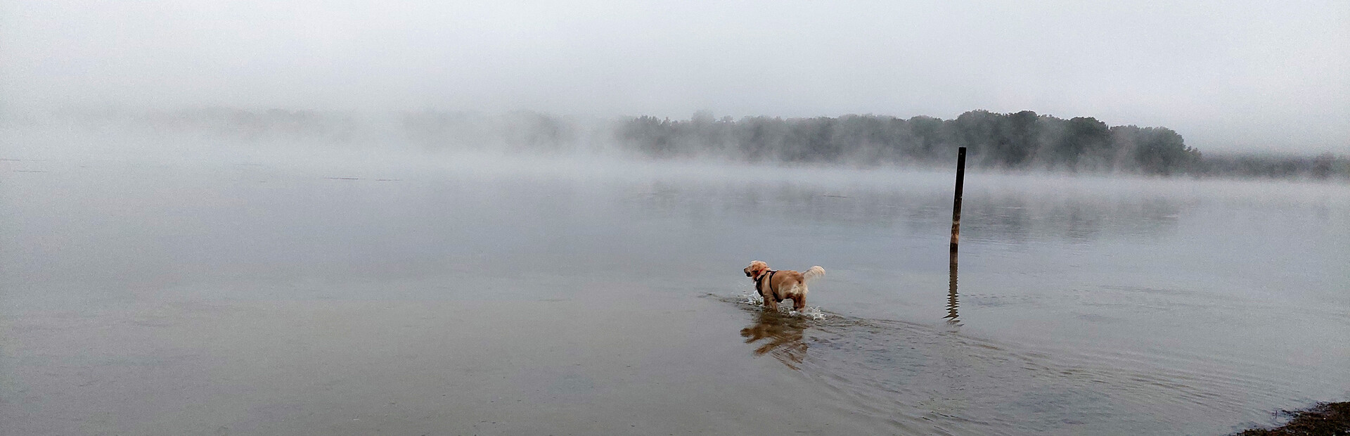 Golden Retriever Simple Life cover image