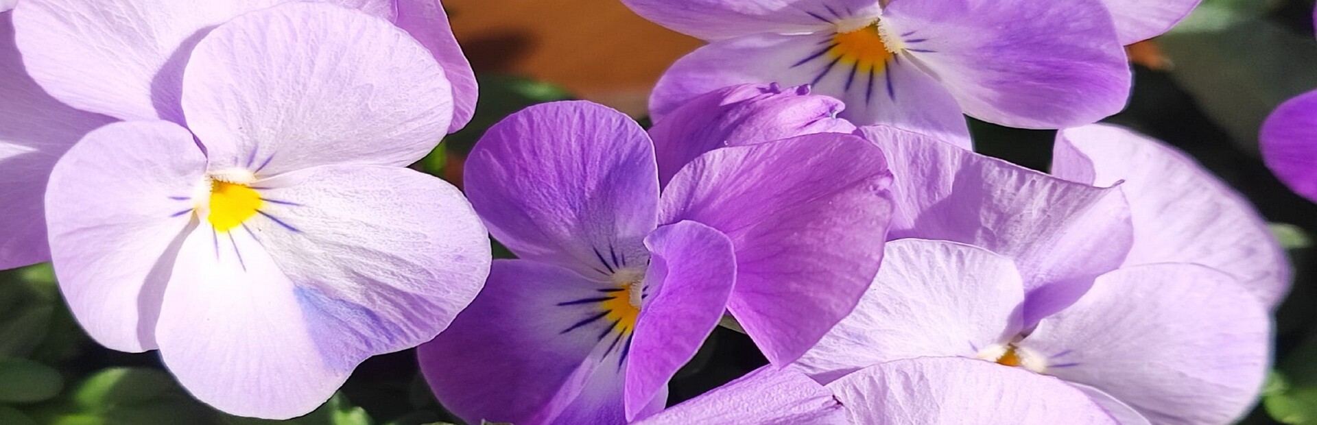 OG Puzzlers: Spring 2K24 cover image