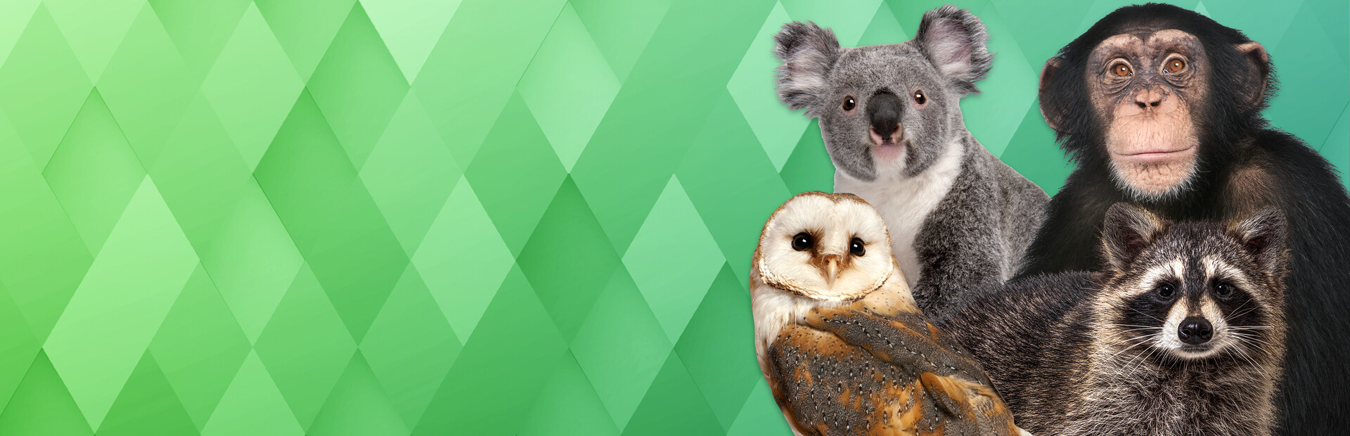 I Love Finding Wild Friends cover image