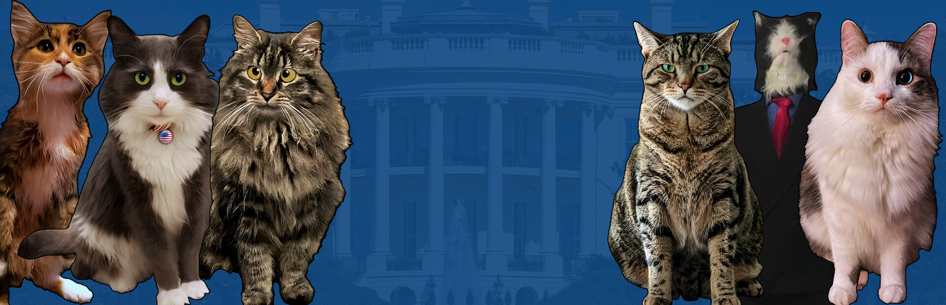 Cat President: 3rd-Rate Candidate cover image
