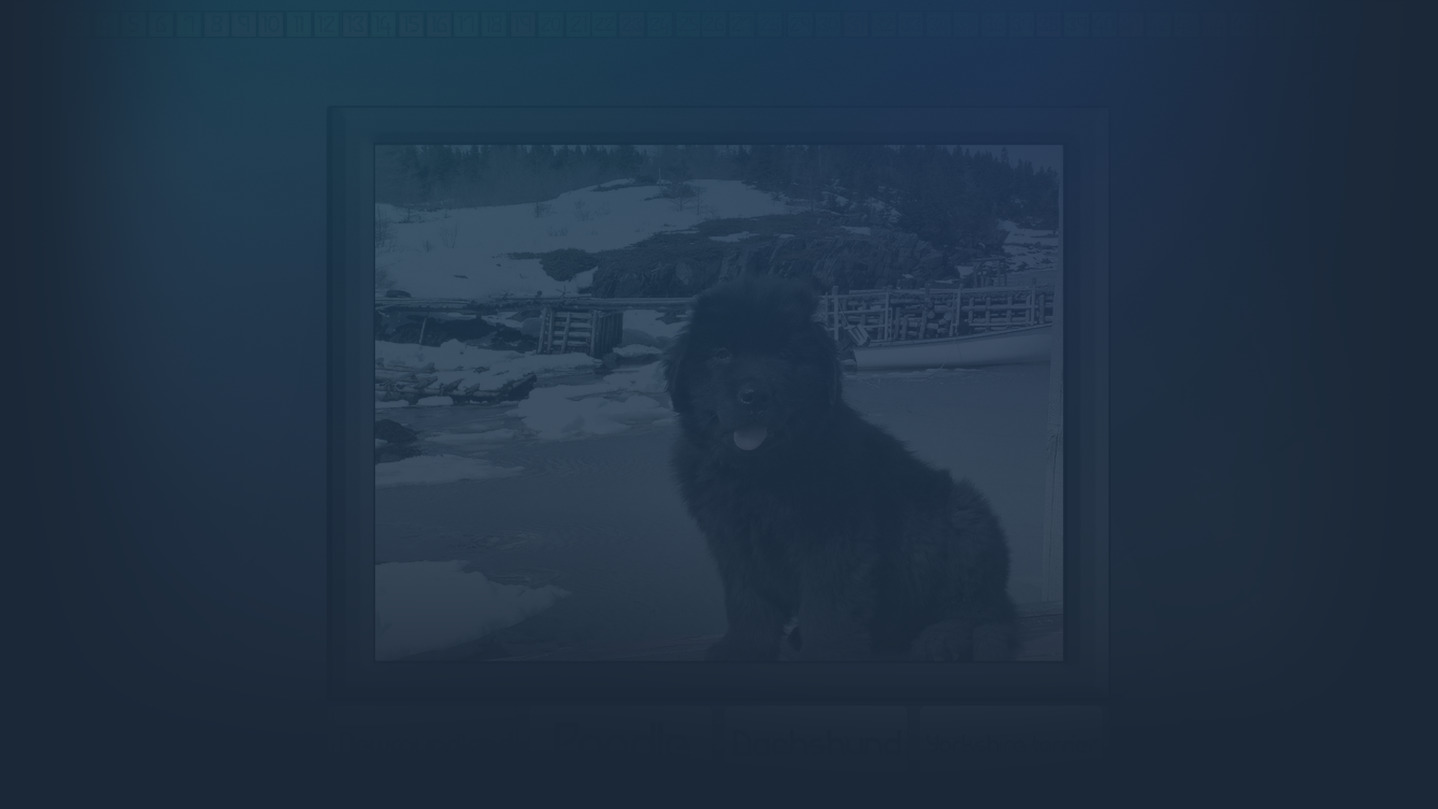 Test your knowledge: Dogs cover image
