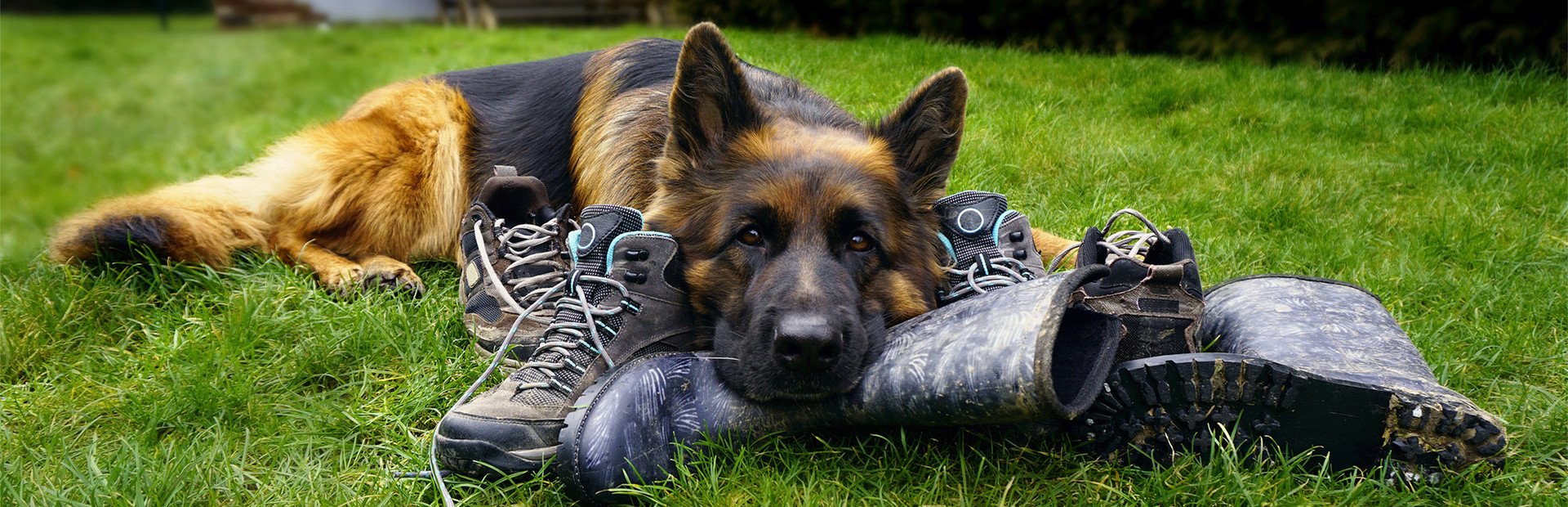 K-9 Dog Job cover image