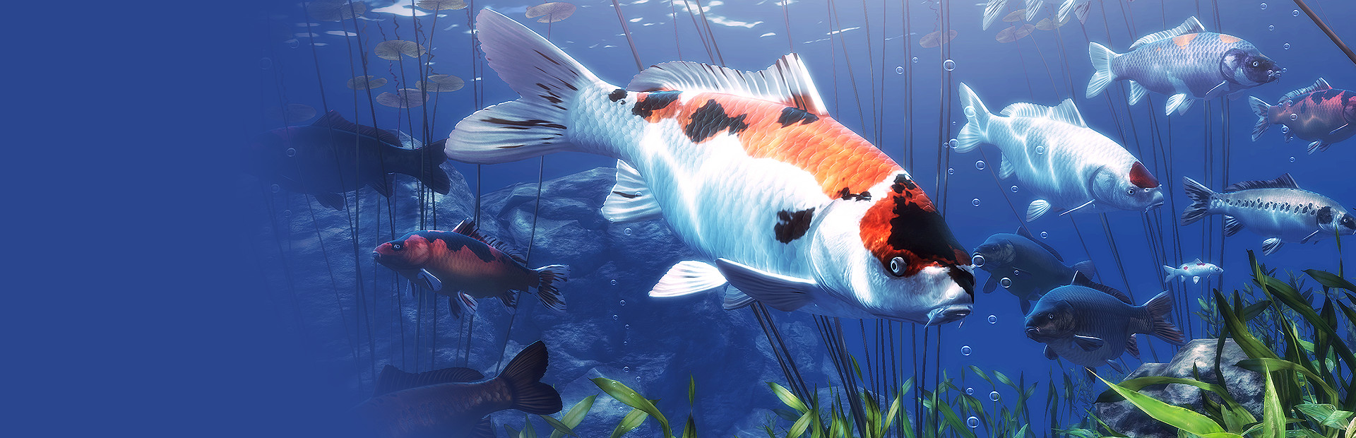 My Koi cover image