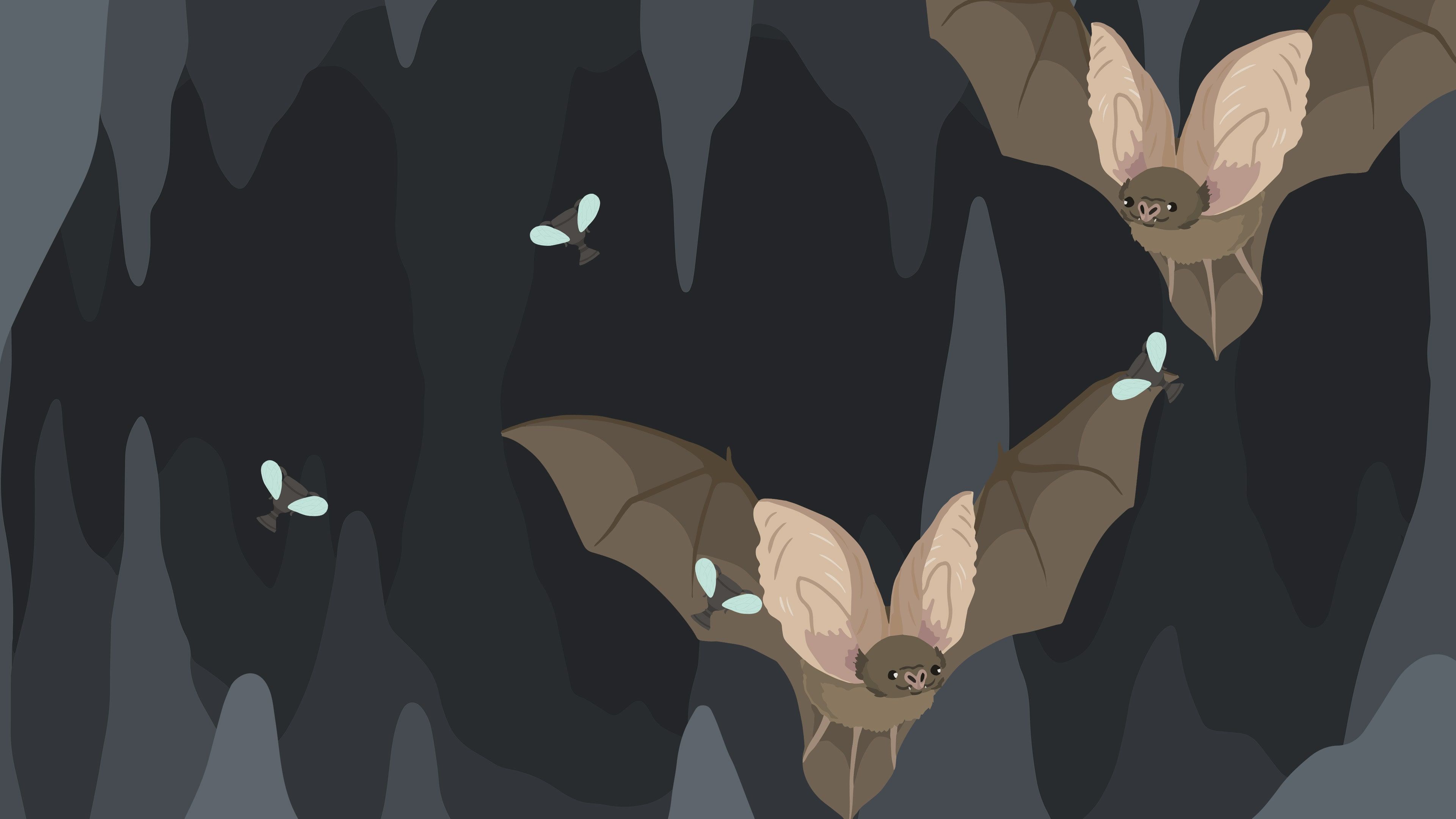 The Bat D cover image