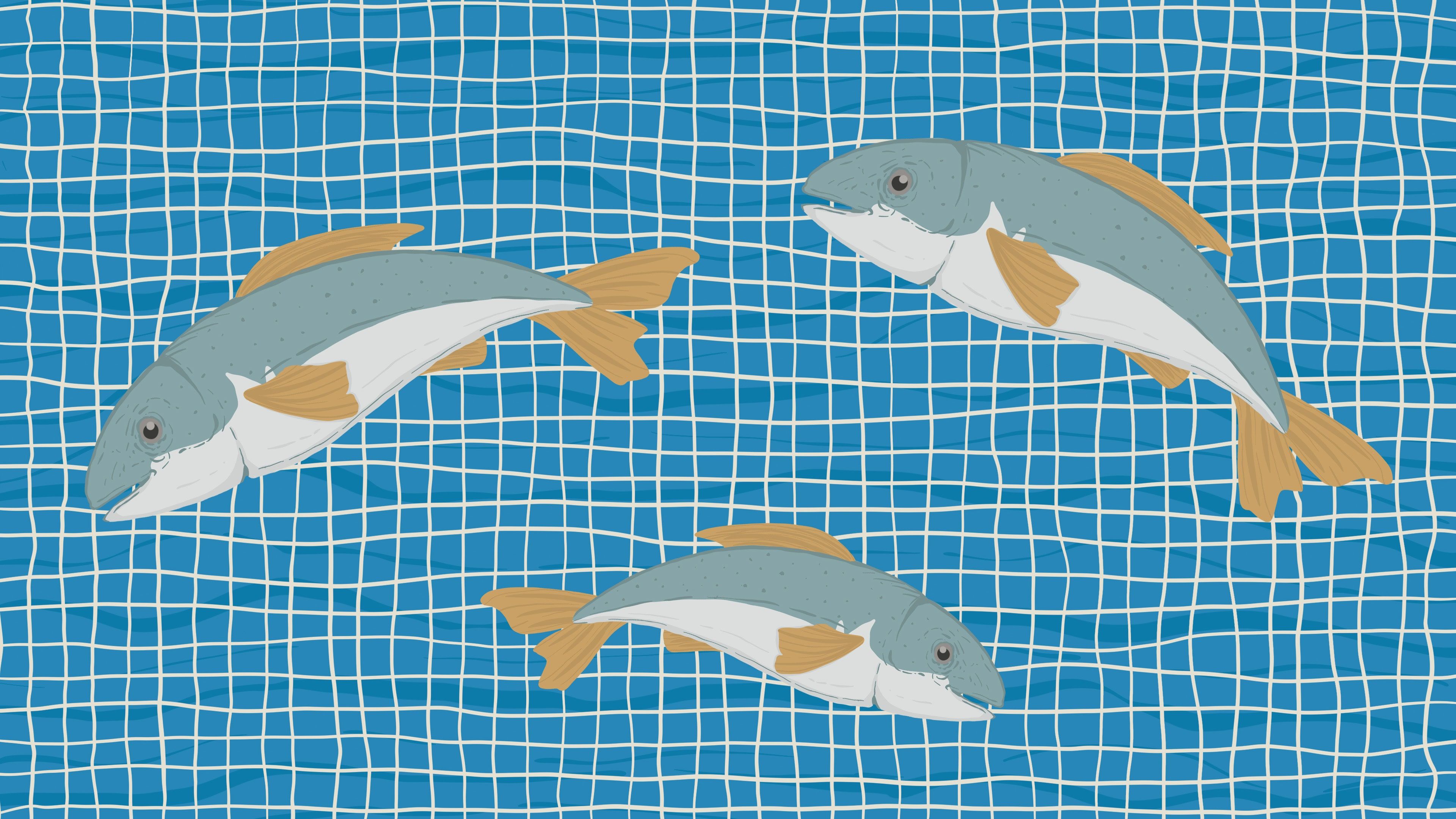 The Bear B cover image