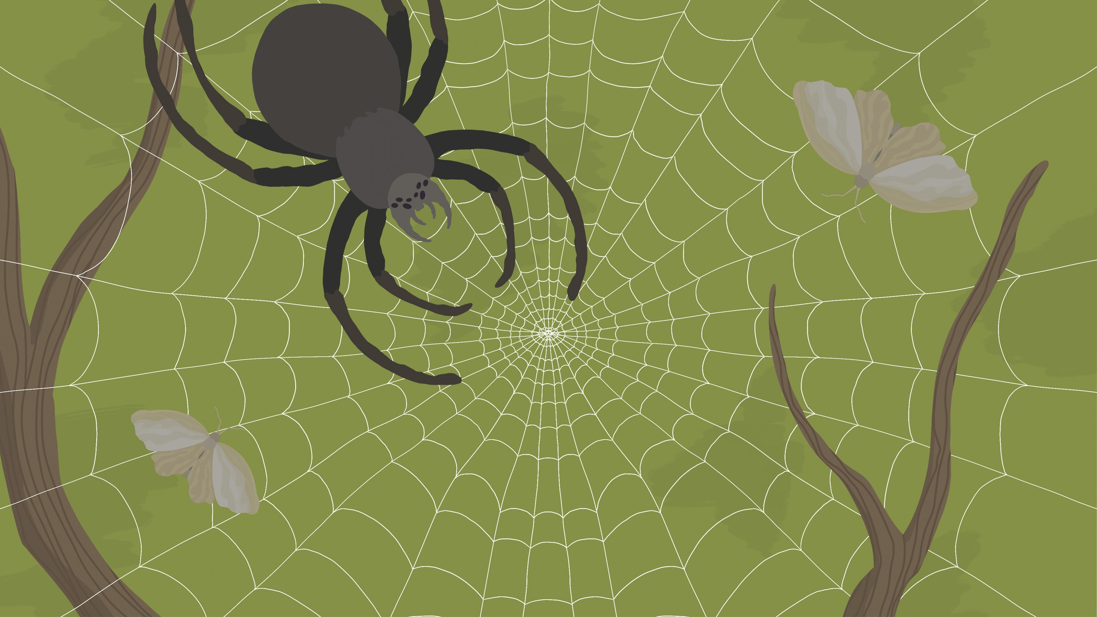 The Spidy D cover image