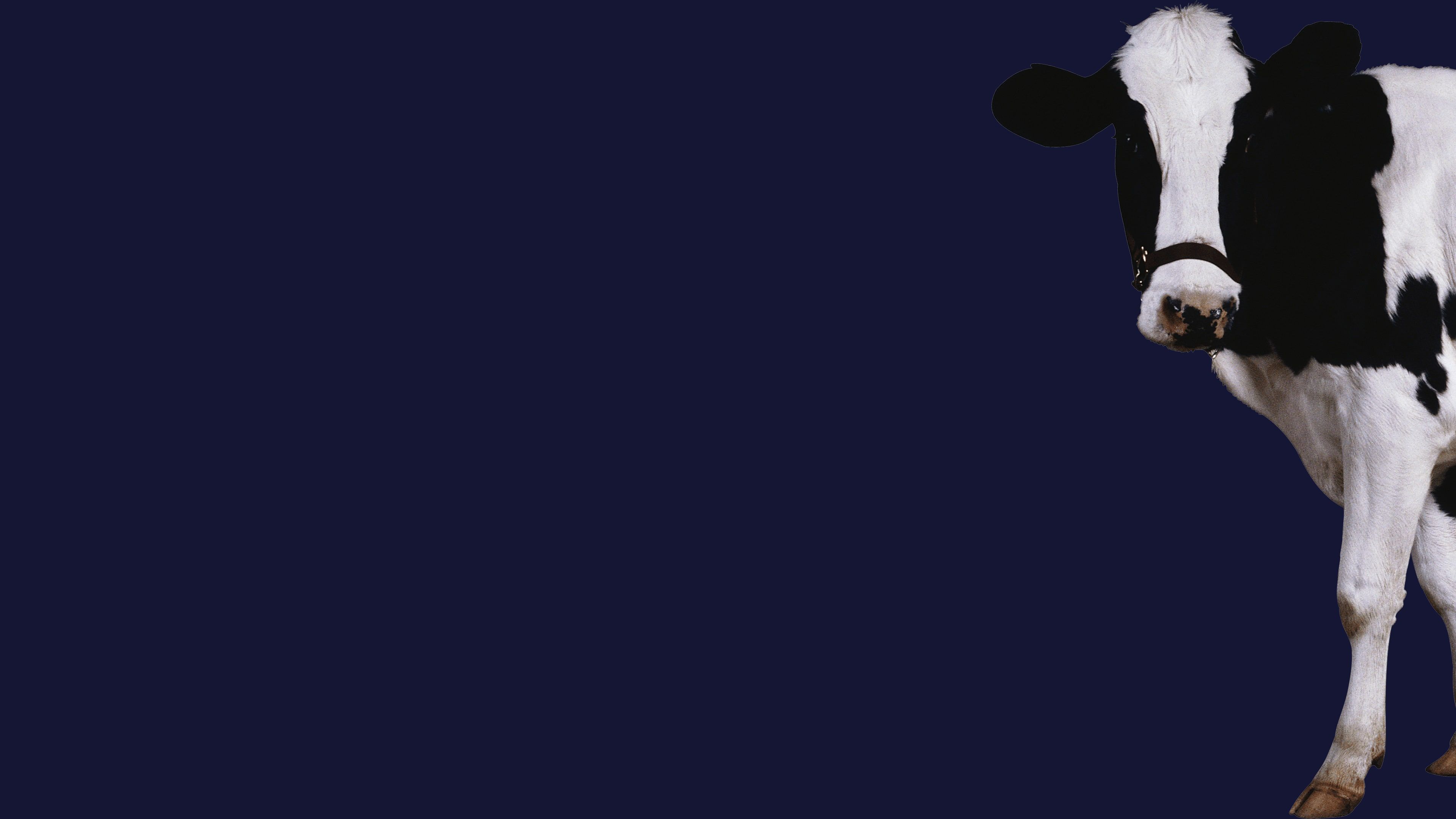 Stroke The Cow cover image