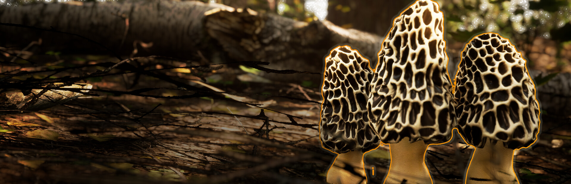 Morels: The Hunt 2 cover image