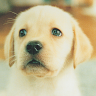 Nintendogs: Labrador & Friends