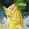 Black Bass: Lure Fishing